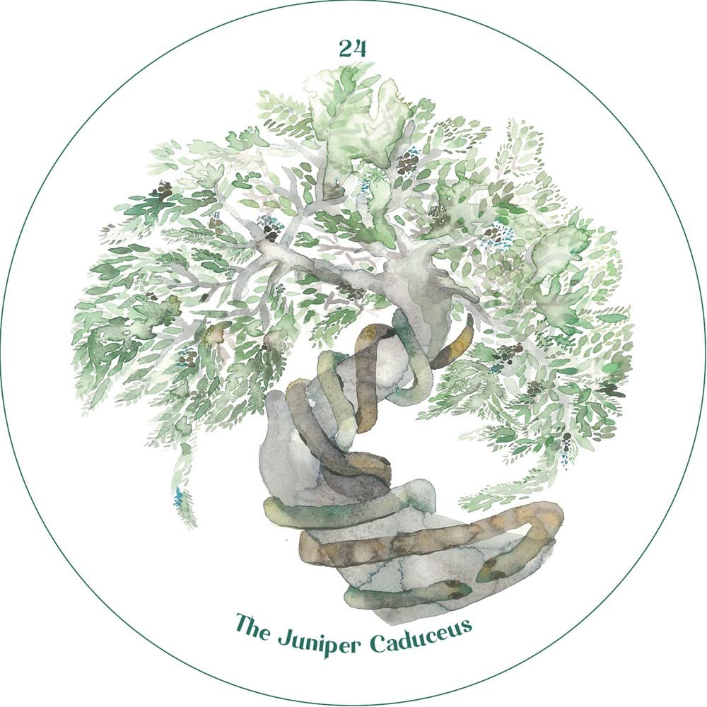 The Cantigee Oracle